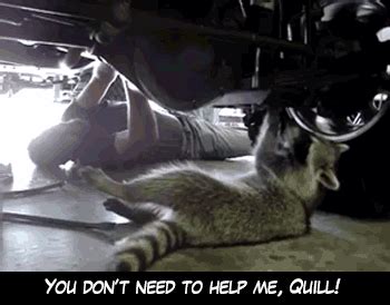 Maybe you would like to learn more about one of these? rocket raccoon gif | Tumblr