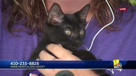 Maryland SPCA encourages pet adoption including cats