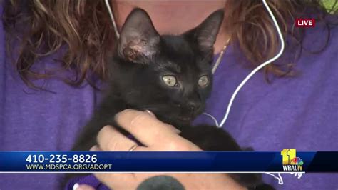 Adopt an animal in need from the bc spca. Maryland SPCA encourages pet adoption including cats