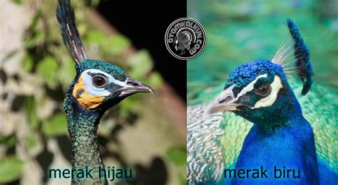 Gratis untuk komersial tidak perlu kredit bebas hak cipta. Perbedaan Merak Biru Dengan Burung Merak Hijau ...