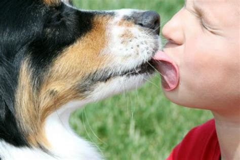 Can dog's saliva spread more illnesses? Why Does My Dog Lick Me? | Our Fit Pets