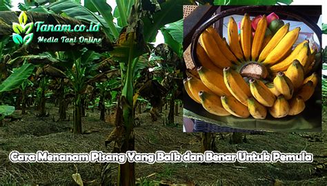 Buat lubang tanam dengan ukuran 30x30x40 cm dan atur jarak tanam antar tanaman agar tidak terlalu. Cara Menanam Pisang Yang Baik dan Benar Untuk Pemula