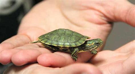 Best Pet Turtles That Stay Small and Don't Grow ( with ...