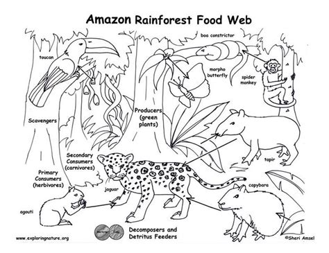 Forest habitat clipart black and white. food chain clipart black and white - Clipground