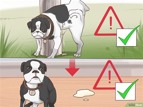 Practically, you need to learn about the process or there are parts of the world where you might be allowed to euthanize a dog at home. Comment décider d'euthanasier son chien: 13 étapes