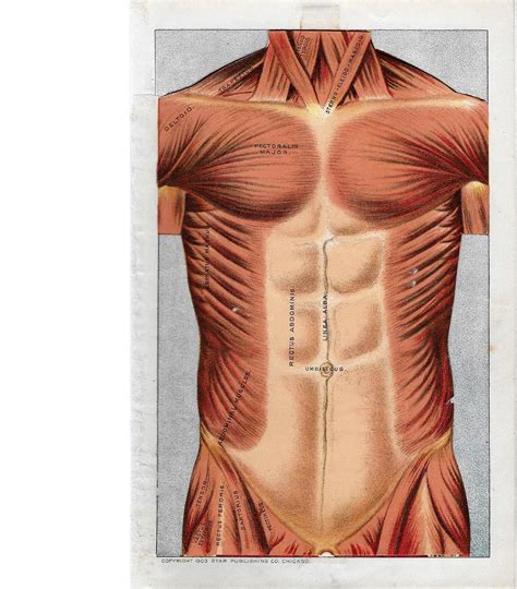 See more ideas about anatomy drawing, female torso, anatomy reference. Antique Human Anatomy Colorplate Lithographs of Female ...
