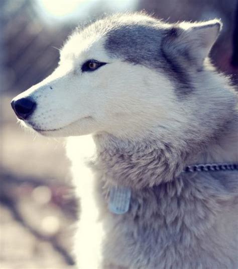 Sibirischer Husky: Vorzüge und Nachteile dieser Hunderasse