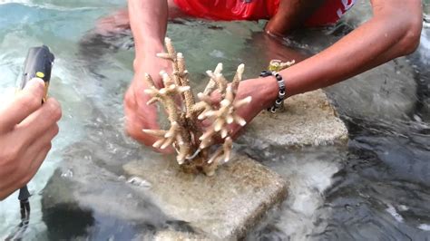 Sebuah terumbu karang raksasa ditemukan di ujung utara karang penghalang besar (great barrier reef) australia. Transplantasi Terumbu Karang di Pulau Tidung, Kepulauan ...