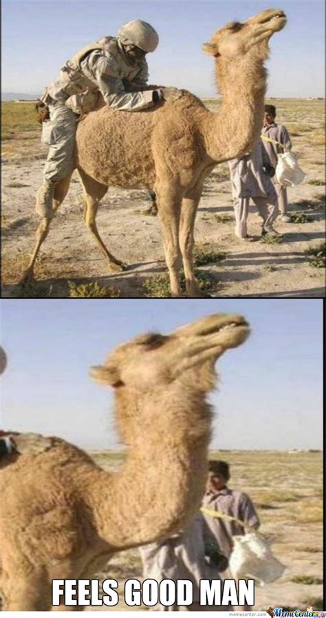 Compared to current cigarette pack design, camels artwork stand out as unspeakably exotic. Feels Good Camel by blazedosan001 - Meme Center