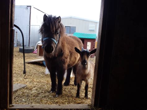 Spreading sweetness across the screen with arguing and the slapping and then kissing. Pony and goat | Horses, Animals, Pony