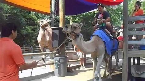 Camel rides | john ball zoo. Camels from the Bronx Zoo 1 (Aug. 30, 2015) - YouTube