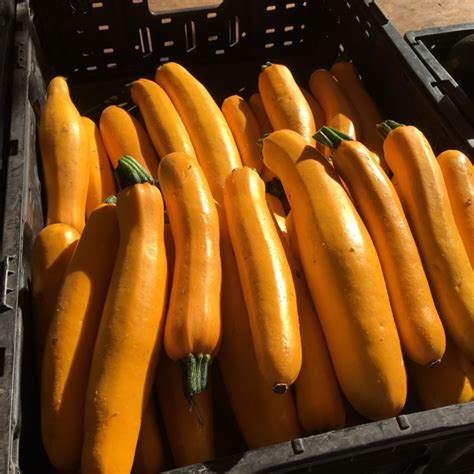 We did not find results for: Gold Bar Squash Information, Recipes and Facts