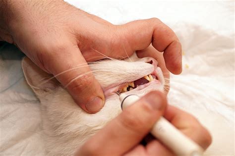 ⭐ Заболевания зубов у кошек. Причины и симптомы. Профилактика болезней.