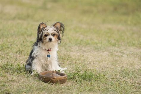 Egy kutya négy útja 2019. A Kutya Négy Útja Online Film / See more of egy kutya négy ...