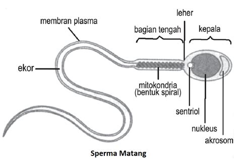 Spermatogenesis and cycle of the seminiferous epithelium. Proses Pembentukan Sperma (Spermatogenesis) | MATERI ...