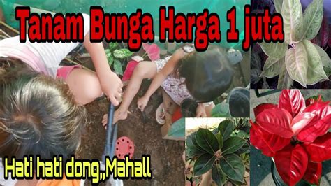 Find more indonesian words at wordhippo.com! tanam bunga di halaman rumah - YouTube