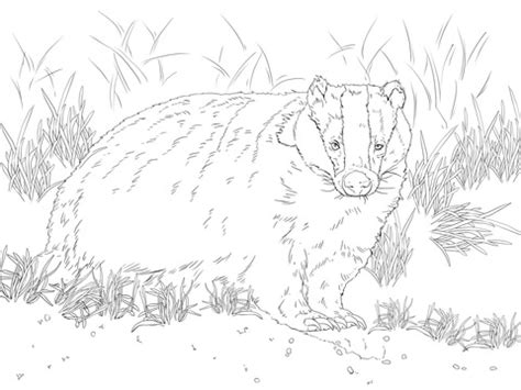 Make your world more colorful with printable coloring pages from crayola. Badger Coloring Pages: Free Printable Badger Coloring ...