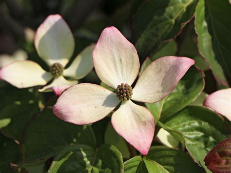 With each of its throbbing pulsations, feel your inner pleasures take you to the heights of ecstasy as it seeks out and fulfils your ultimate desire. Japanischer Blumen-Hartriegel 'Heart Throb' - Cornus kousa ...