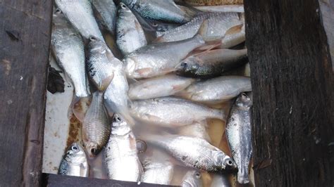 Salah satu jenisnya yakni ikan kakap putih. BANYAK!!! MEMUKAT IKAN LOMA SUNGAI PERAK - YouTube