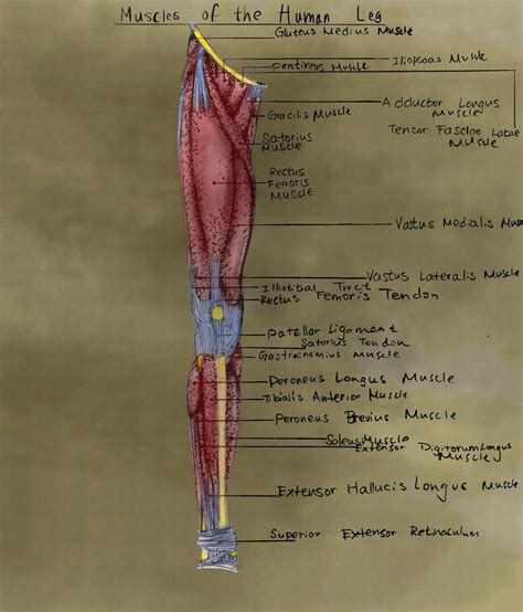 There are four muscles in the anterior compartment of the leg. leg muscles diagram - Free Large Images