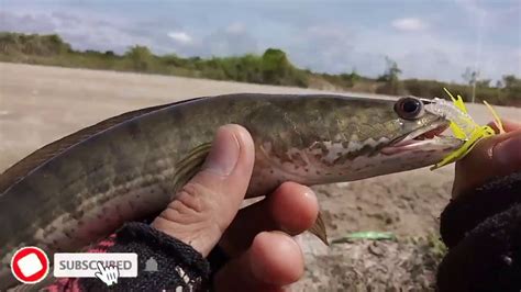 Tak heran jika fenomena tersebut terjadi karena gabus memiliki kemampuan bernapas langsung dari udara dengan menggunakan organ labirin seperti yang terdapat. CONTOH SAMBARAN IKAN GABUS YANG LAGI KELAPARAN!!! - YouTube