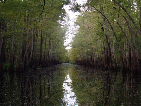 7,803 likes · 132 talking about this · 9,763 were here. Big Thicket National Preserve, TX | Brad Glorioso's ...