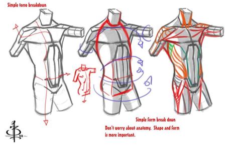 The thoracic segment of the trunk, the abdominal segment of the trunk, and the perineum. Torso Form demo by FUNKYMONKEY1945 on DeviantArt | Human anatomy drawing, Torso, Human body anatomy