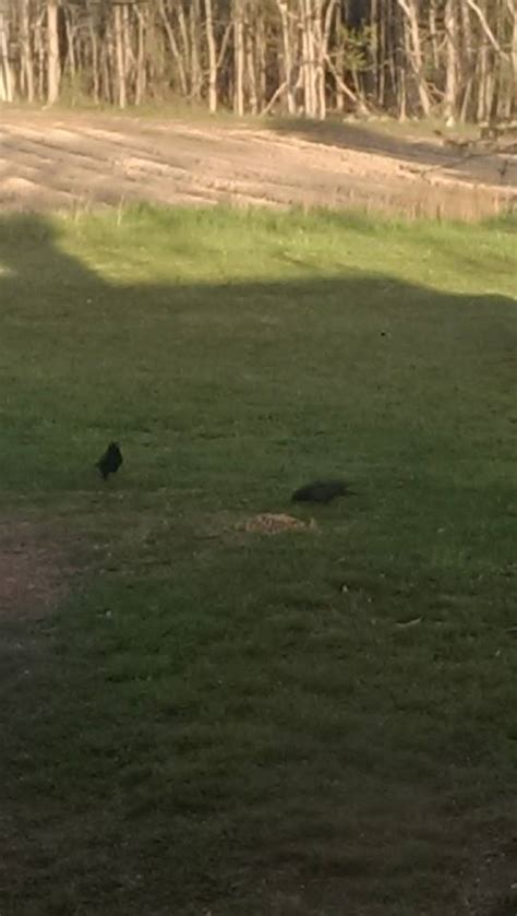 A black dog lies on a black road. True Story: Crows Battle Hawk to Protect Chihuahua, by ...