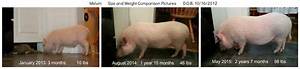 Mini Pig Breeds Mini Pig Registries Are You Wasting Your Money