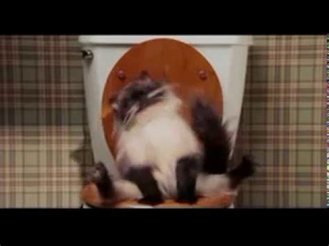 Clever cat uses toilet like a person. Pooping Cat from Date Movie - YouTube