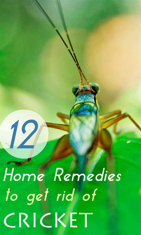 Getting rid of camel crickets is not an easy task. Home Remedy Hacks • 12 Proven Home Remedies to Get Rid of ...