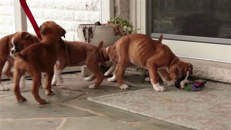 Enter your email address to receive alerts when we have new listings available for male boxer puppies for sale. Boxer Puppies For Sale - YouTube