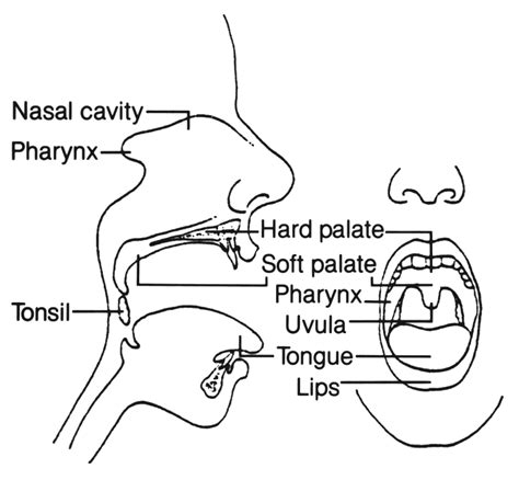 Rohm on anatomy of the mouth and throat: Anatomy Mouth