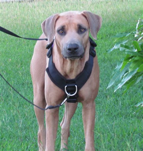 Dog harnesses offer a number of benefits, but you need to know how to measure a dog for a harness properly. Review Of The Perfect Fit Harness - The Modern Dog Trainer