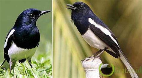 15+ trend terbaru lukisan pohon bambu hitam putih. 10 Burung Kicau Terbaik Asli Milik Indonesia - Mata ...