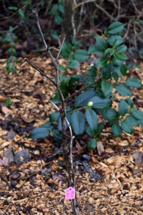 The second is the tree peony which tends to be taller and definitely wider. Southern Peony: 2018 Peony Experiments - Move Mislabeled ...