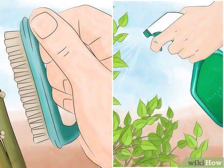 How to prune pencil plant. 4 Ways to Get Rid of Scale Insects - wikiHow