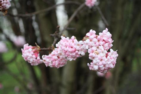 Was ist zu tun im garten im winter? Blühende Sträucher im Winter