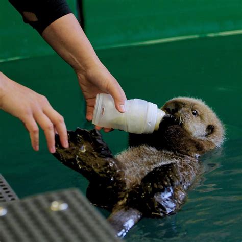 A pet otter plays with toys inside the home of its owner in japan. We are offering a new sea otter pup encounter! You can ...