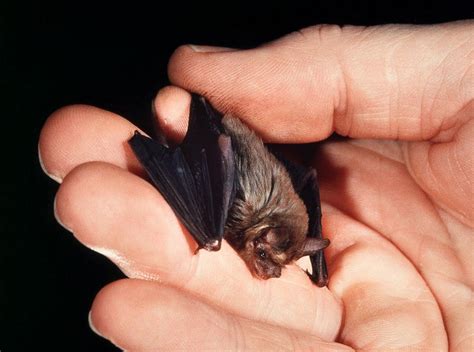 The bumblebee bat is one of them, only just writing this blog today have i found out about them. Creature Feature: Bumblebee Bat | Redbrick