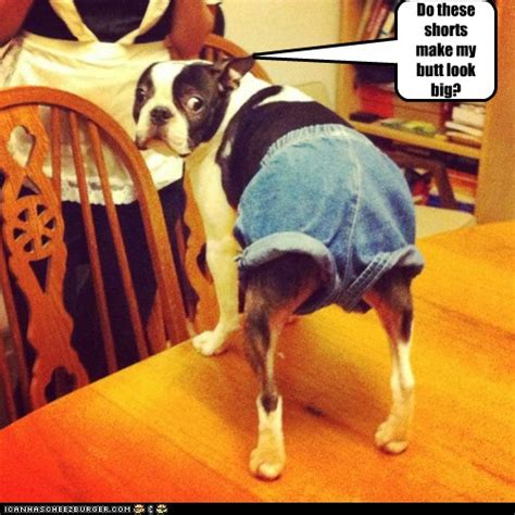 Do you like my family name? Do these shorts make my butt look big? - I Has A Hotdog ...