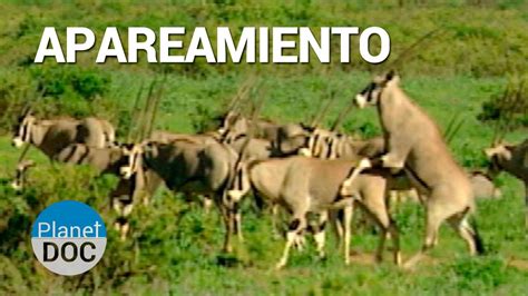 Durante el cortejo, el cerdo macho puede que empuje y acaricie el cuerpo, la cabeza, los genitales y los hombros de la cerda para mostrarle su atención. Apareamiento. Animales de Shaba | Naturaleza - Planet Doc - YouTube