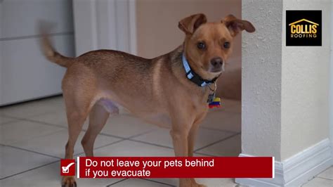 Get the latest abc news delivered to your inbox every morning and afternoon. How to keep your pets safe during Hurricane Dorian