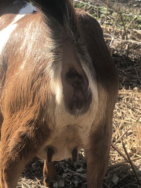 'i didn't think twice, and took a few more to make sure i could show my friends. Nubians rear end | The Goat Spot - Your Goat Raising ...