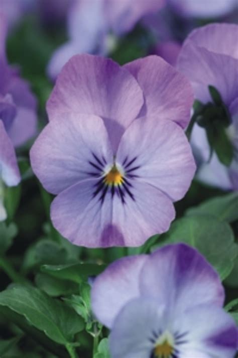 A natural resource that can be used in alchemy or cooking. Sky Blue Martien Viola - Horticulture