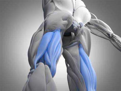 Maybe you would like to learn more about one of these? Imágenes: tendon dela corva | Modelo de anatomía muscular ...