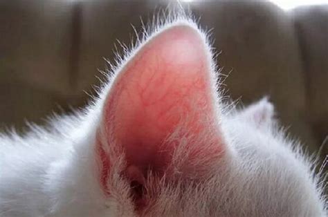 Болезни ушей у кошек: Отит, Экзема, Ушной клещ (Как лечить)