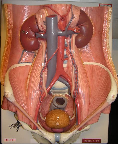 A two pictures of arteries/veins in different locations in the pig. BIOLOGI GONZAGA: CEK GINJAL