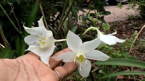 I believe that the plant i have is eucharis amazonica. Eucharis grandiflora ( Amazon lily ) - YouTube