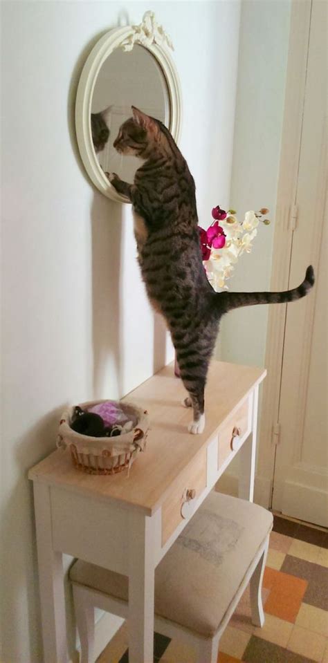 Origin of cat's in the cradle. Funny Cat Looking At Itself In The Mirror | LuvBat